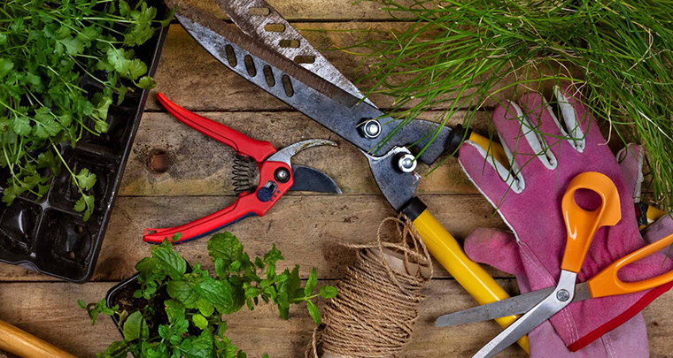 Lawn Care Maintenance Mumbai