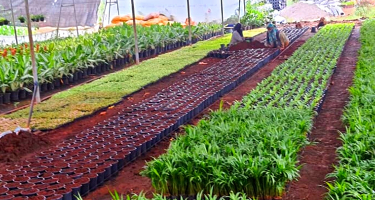Plants and Lawns Supply Service in Badlapur