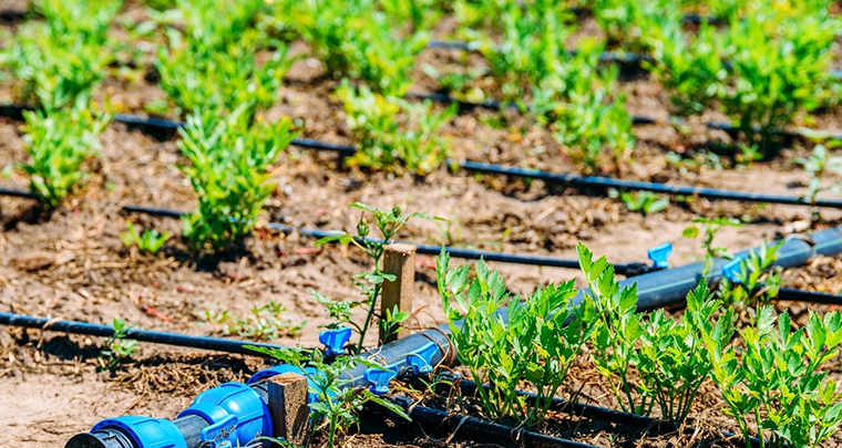 Irrigation System Design & Installment