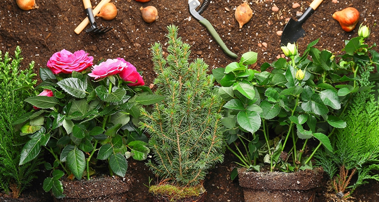 Soil Supply Decoration