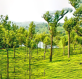Landscaping Developer Service in Mumbai
