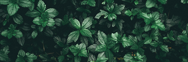 Vertical and Terrace Gardening Services in Lonavala
