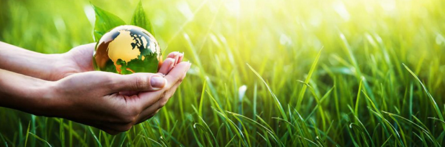 Vertical and Terrace Gardening Services in Lonavala